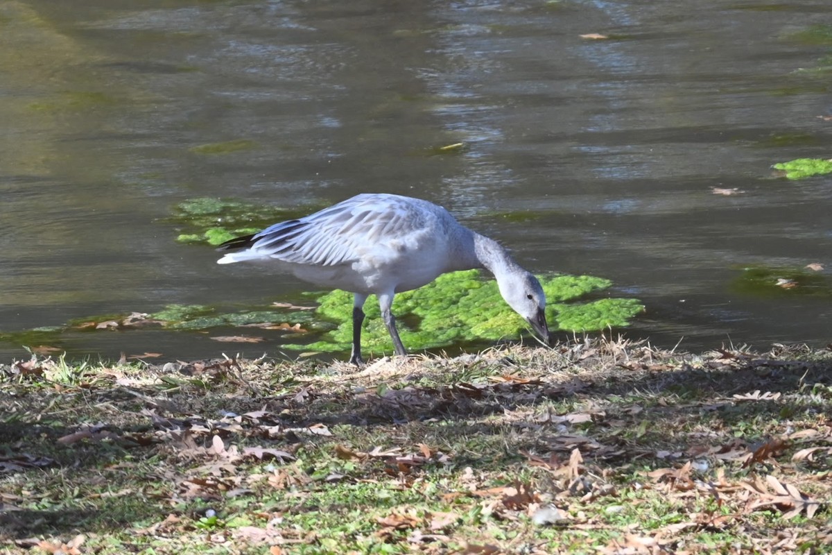 Snow Goose - ML645379617