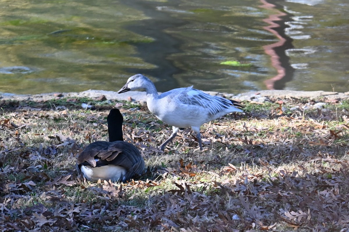 Snow Goose - ML645379619