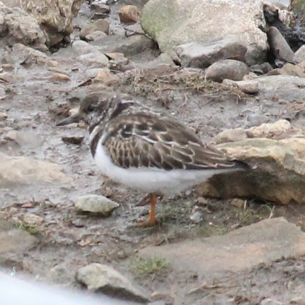 Ruddy Turnstone - ML645379623