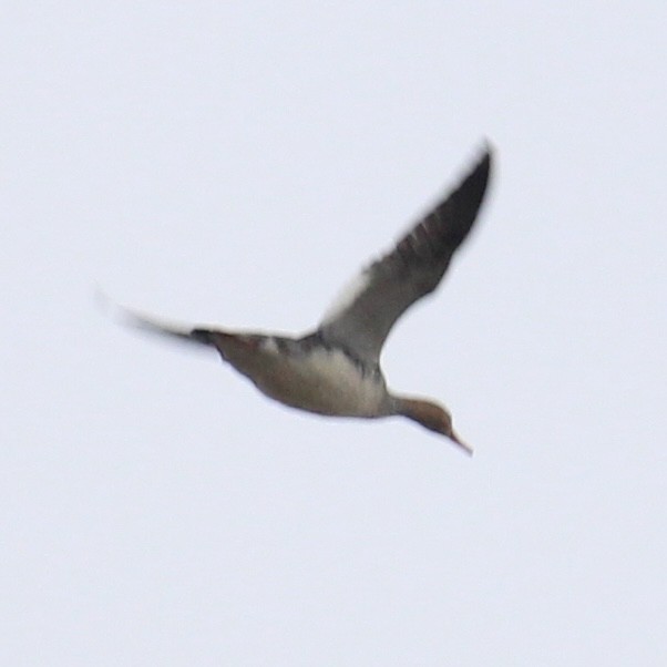 Red-breasted Merganser - ML645379636