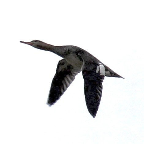 Red-breasted Merganser - ML645379638