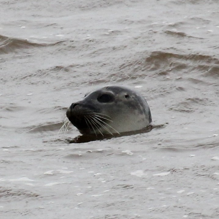 Harbor Seal - ML645379642