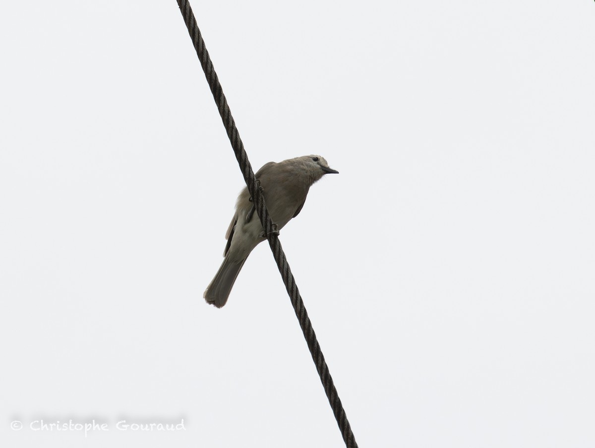 Gray Shrikethrush - ML645379646