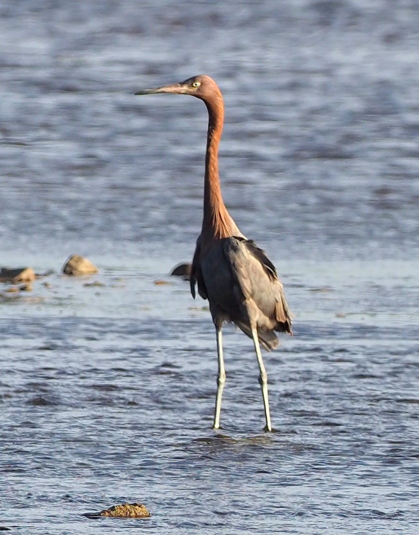 Reddish Egret - ML645379647