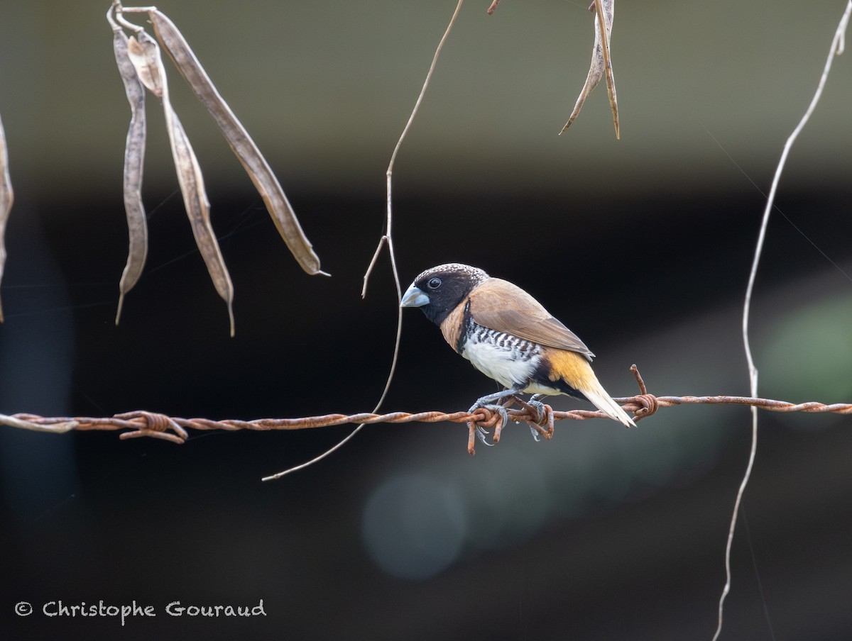 Chestnut-breasted Munia - ML645379648