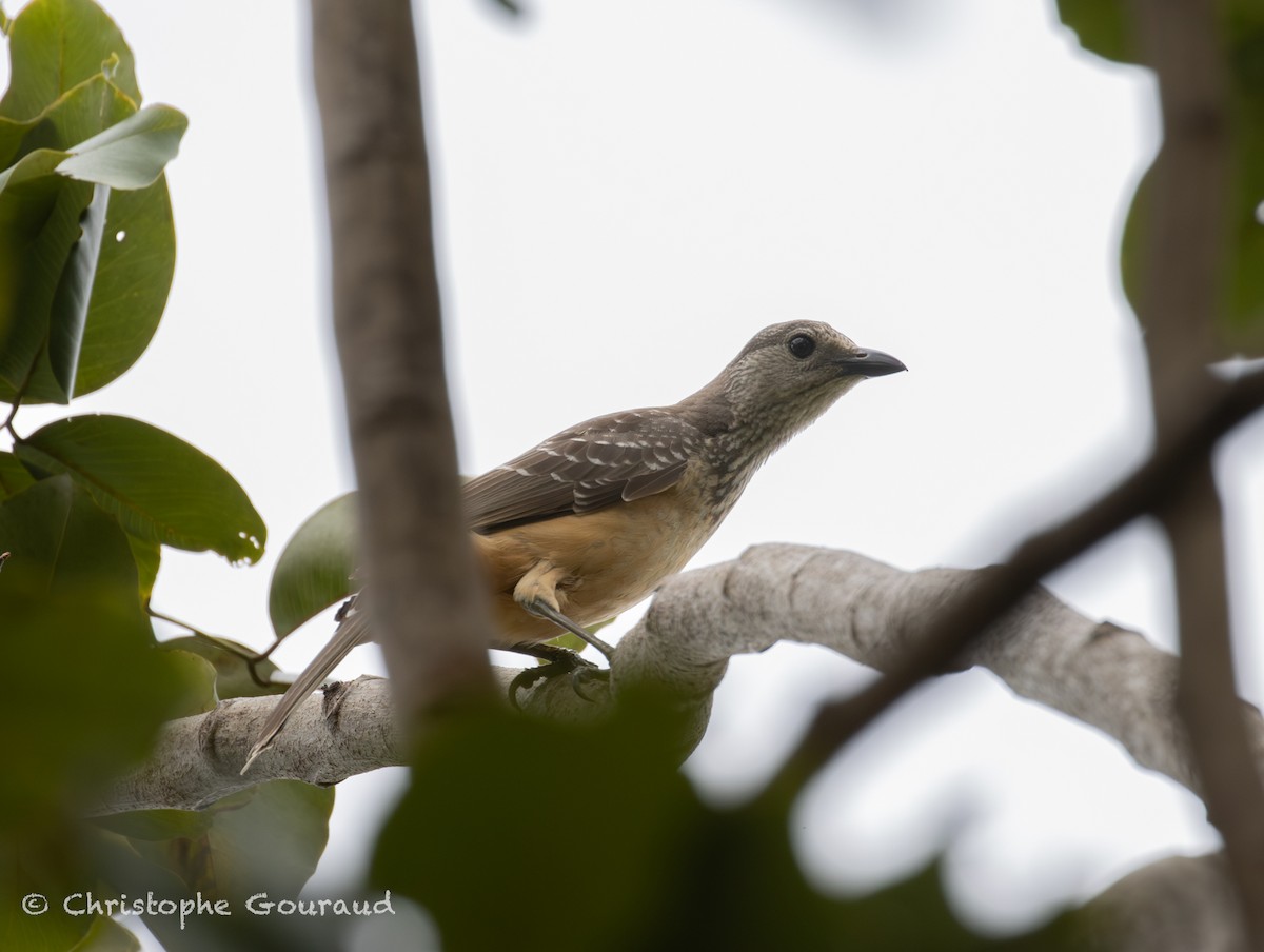 Fawn-breasted Bowerbird - ML645379649