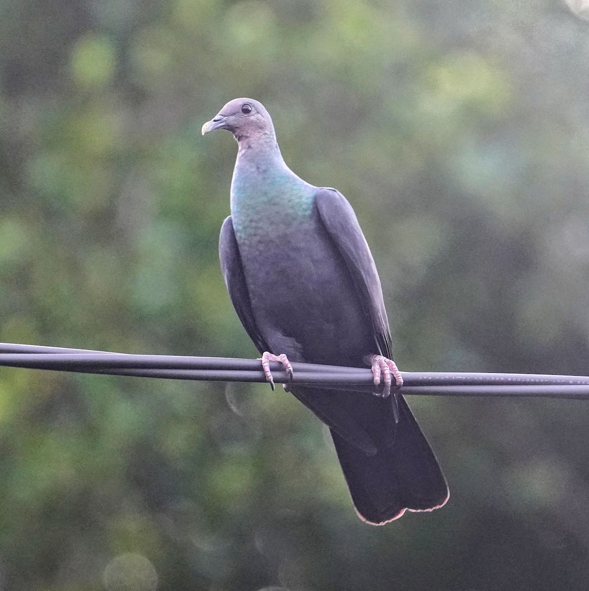 Black Wood-Pigeon - ML645379650