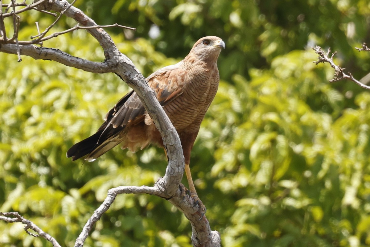 Busardo Sabanero - ML645379657