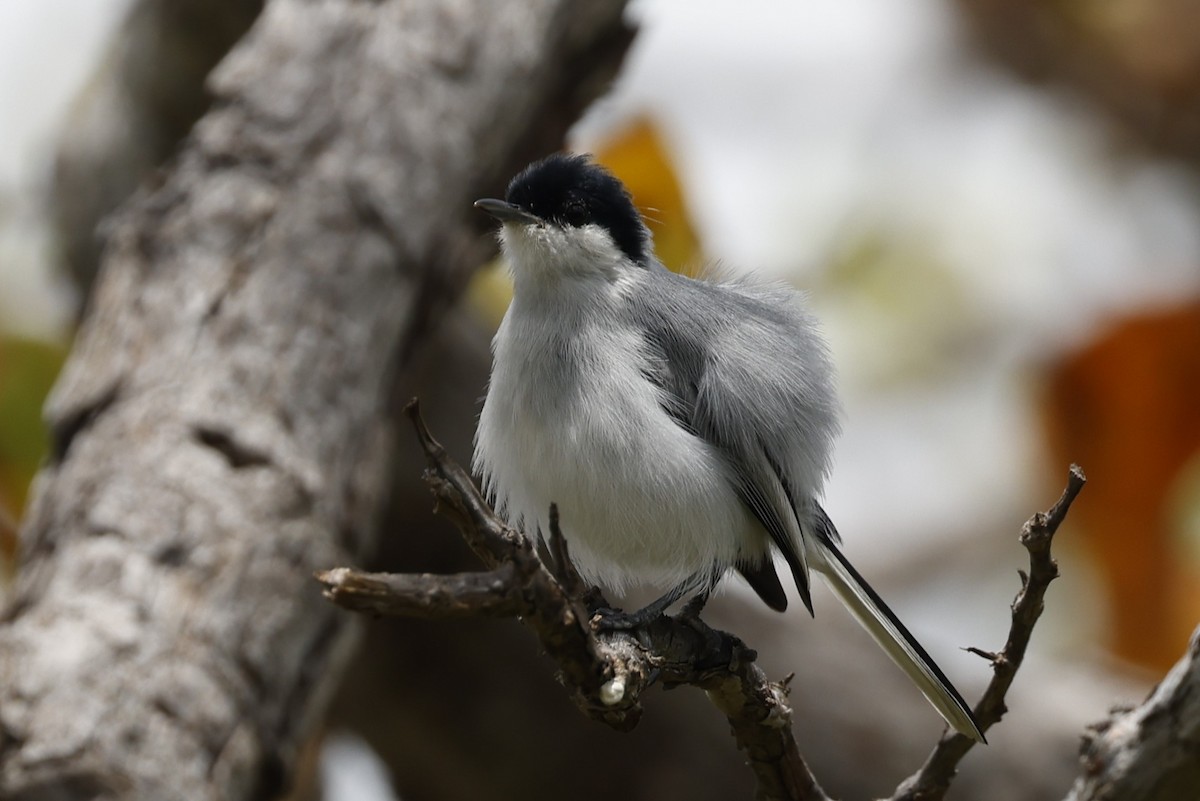 Amazonasmückenfänger - ML645379667