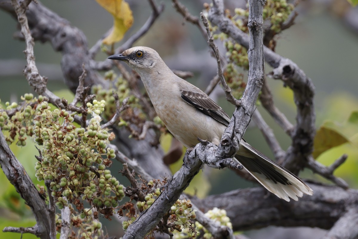Tropikal Taklitçi - ML645379668