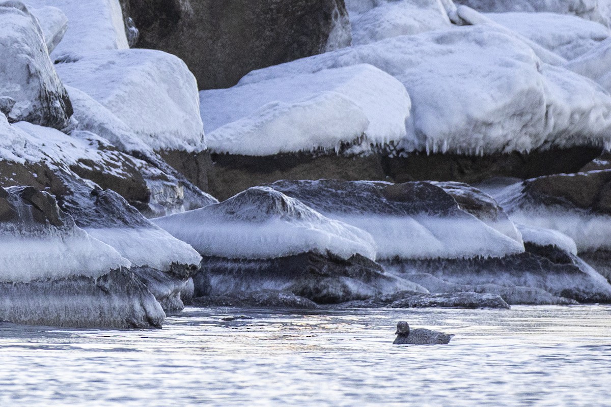 Emperor Goose - ML645379670