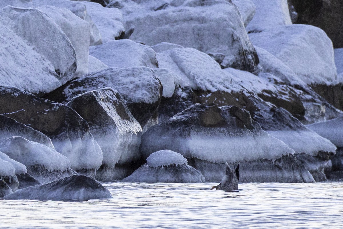 Emperor Goose - ML645379674