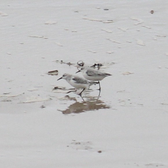 Sanderling - ML645379682