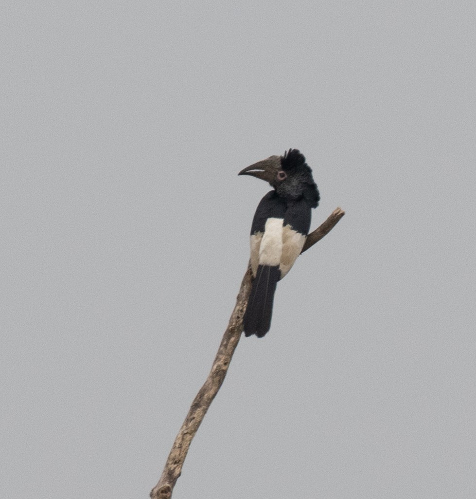 Black-and-white-casqued Hornbill - ML645379688