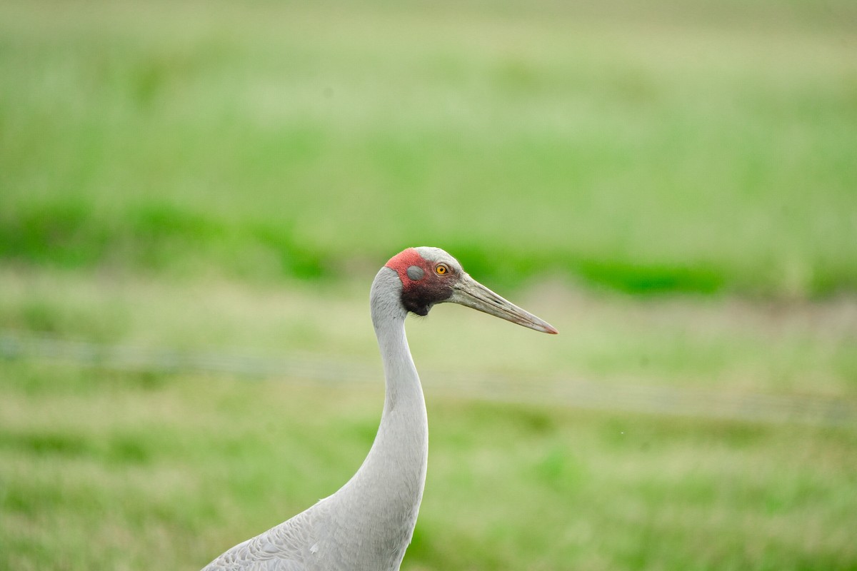 Brolga - ML645379689