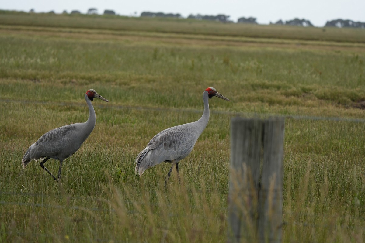 Brolga - ML645379690