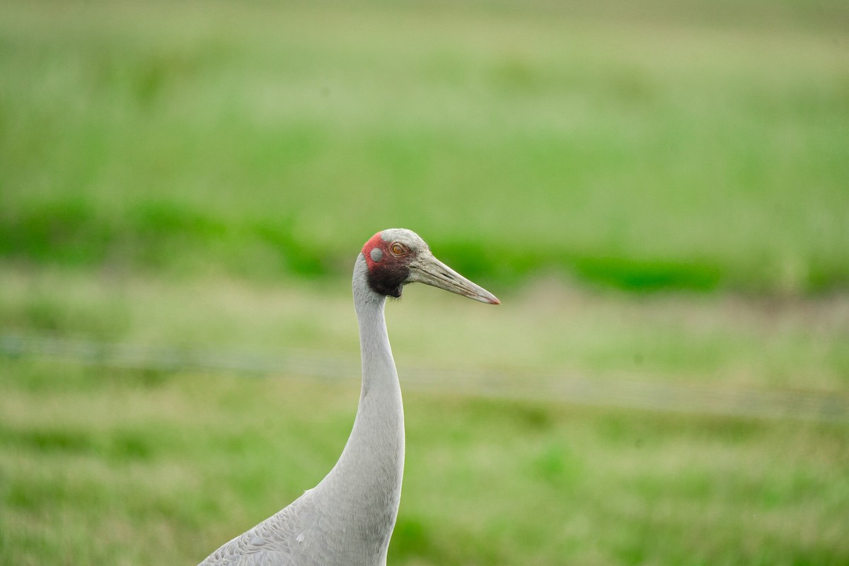 Brolga - ML645379691