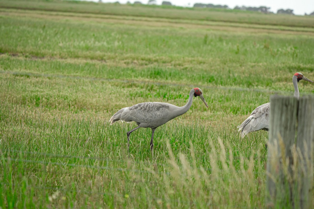 Brolga - ML645379692