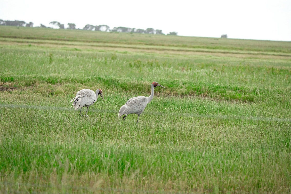 Brolga - ML645379693