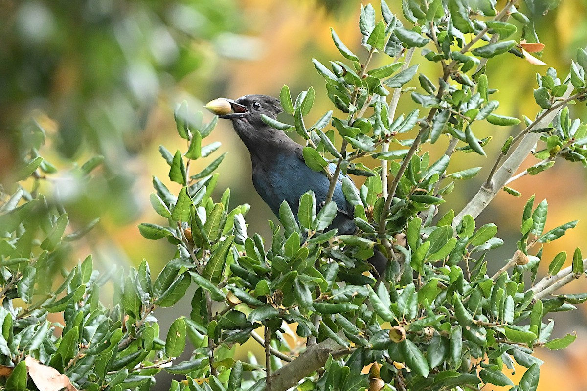 Steller's Jay - ML645379699