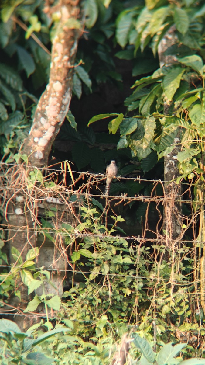 Coucou à tête grise - ML645379706