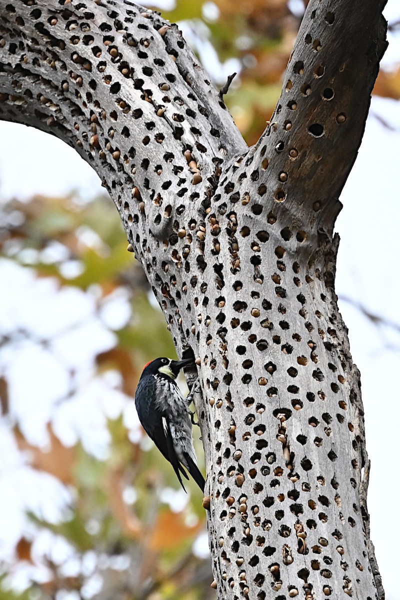Acorn Woodpecker - ML645379710