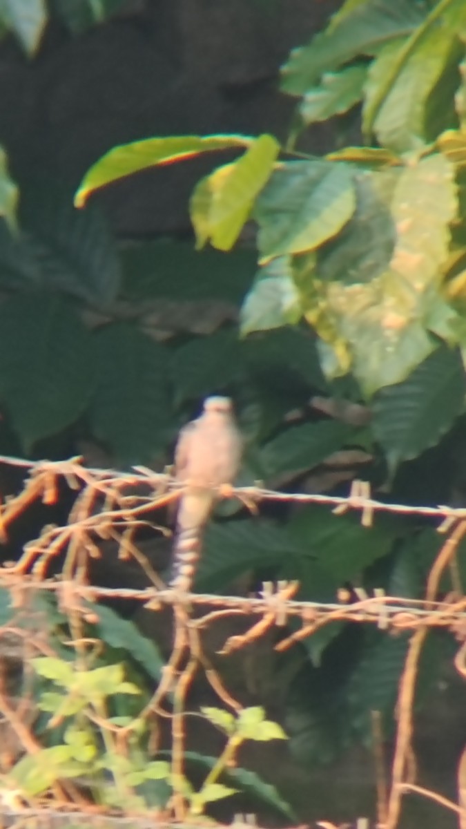 Coucou à tête grise - ML645379714