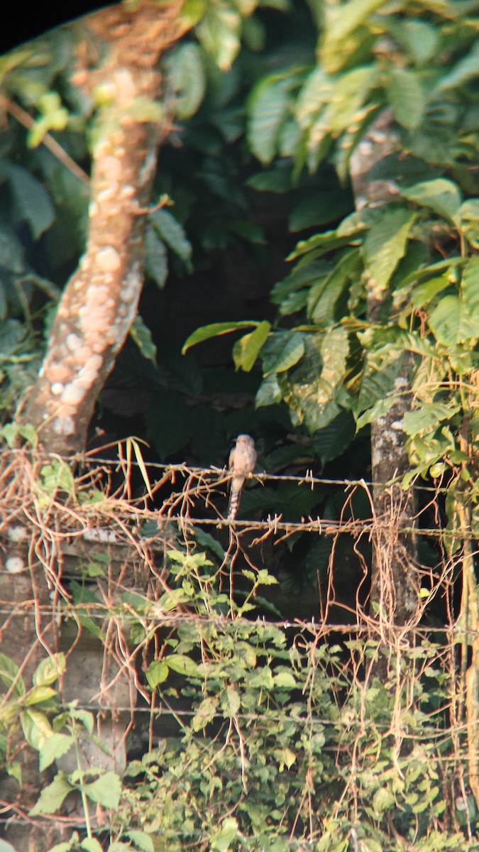 Coucou à tête grise - ML645379715