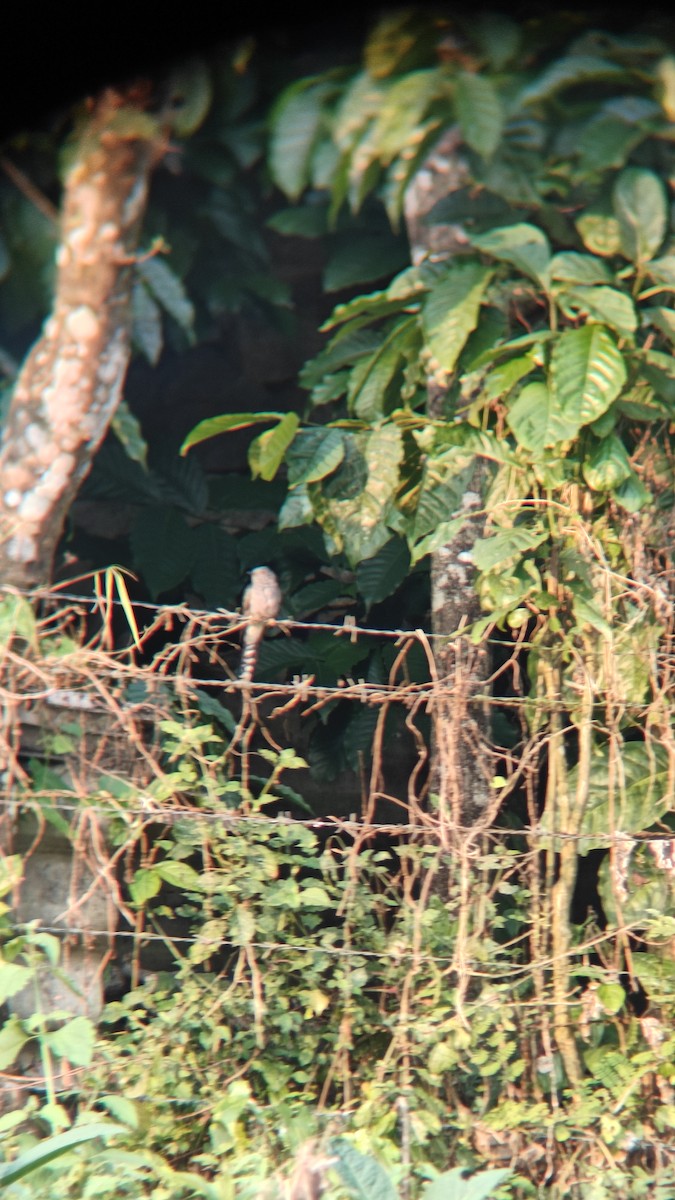 Coucou à tête grise - ML645379716