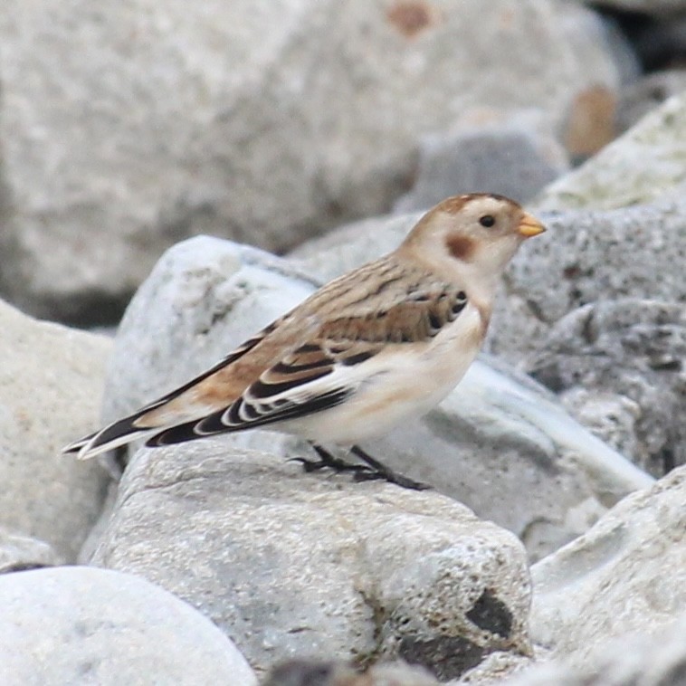 Snow Bunting - ML645379759