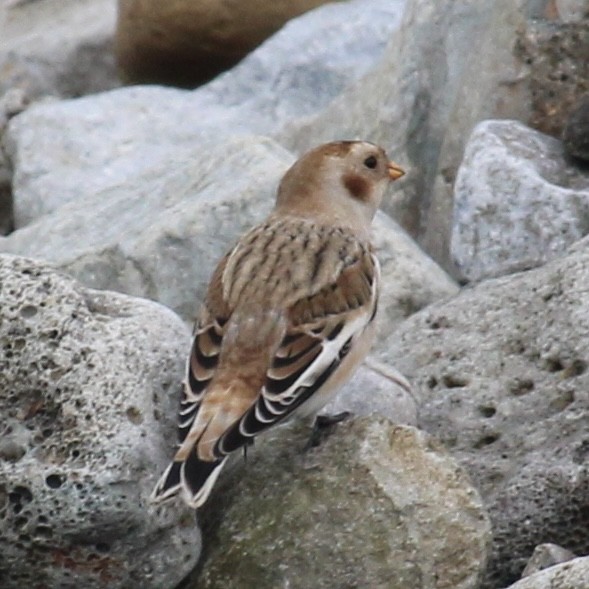 Snow Bunting - ML645379760