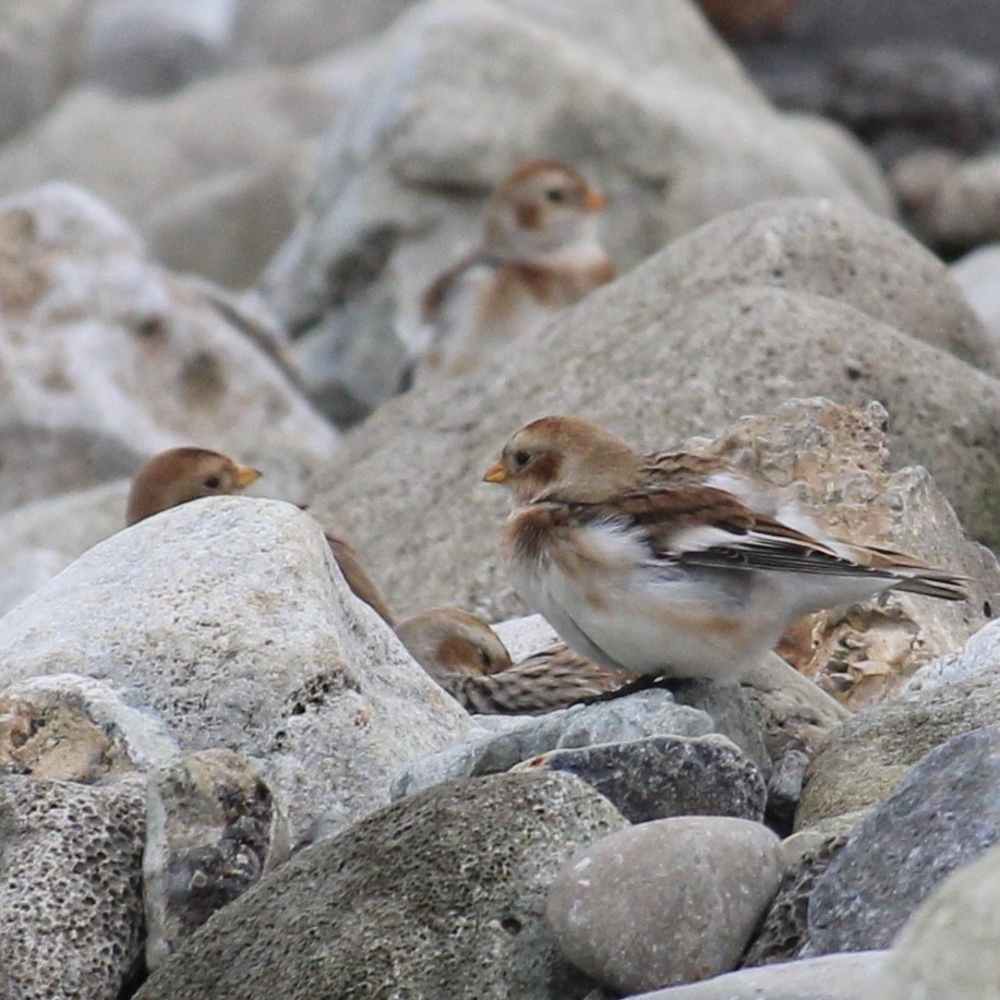 Snow Bunting - ML645379761