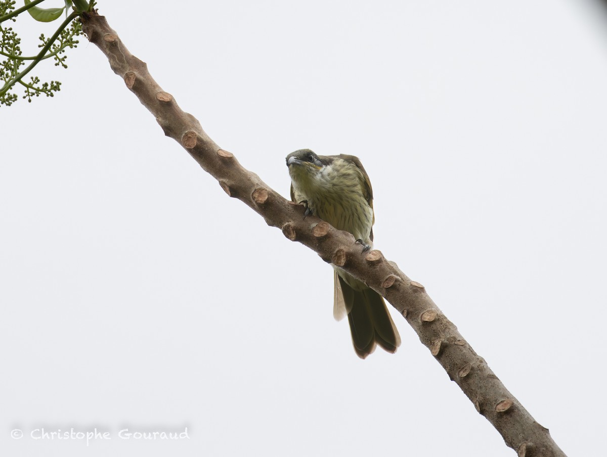 Varied Honeyeater - ML645379792
