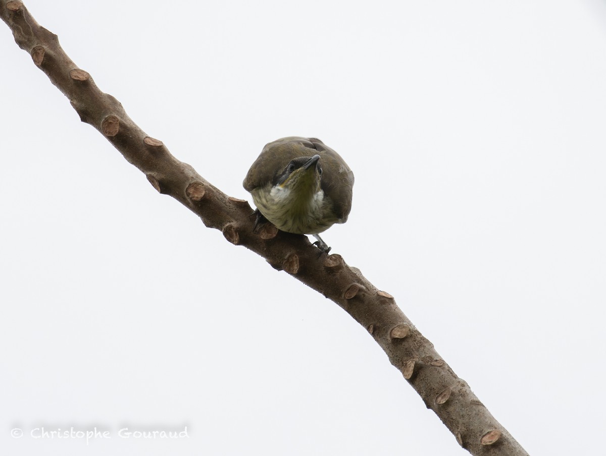 Varied Honeyeater - ML645379793