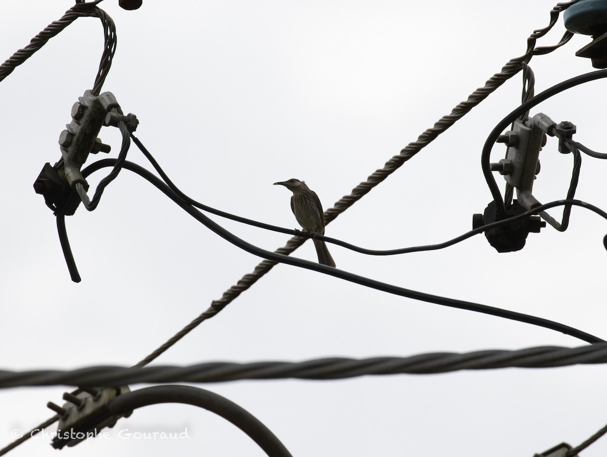 Silver-eared Honeyeater - ML645379795