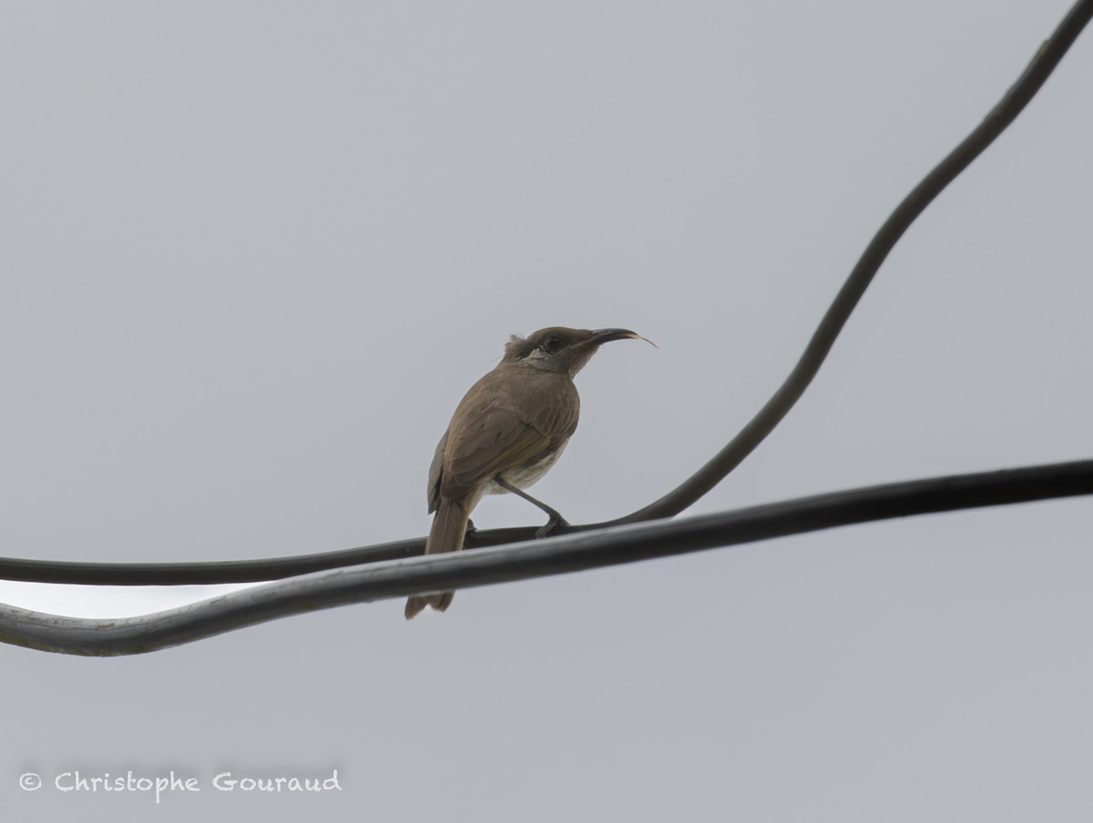 Silver-eared Honeyeater - ML645379796
