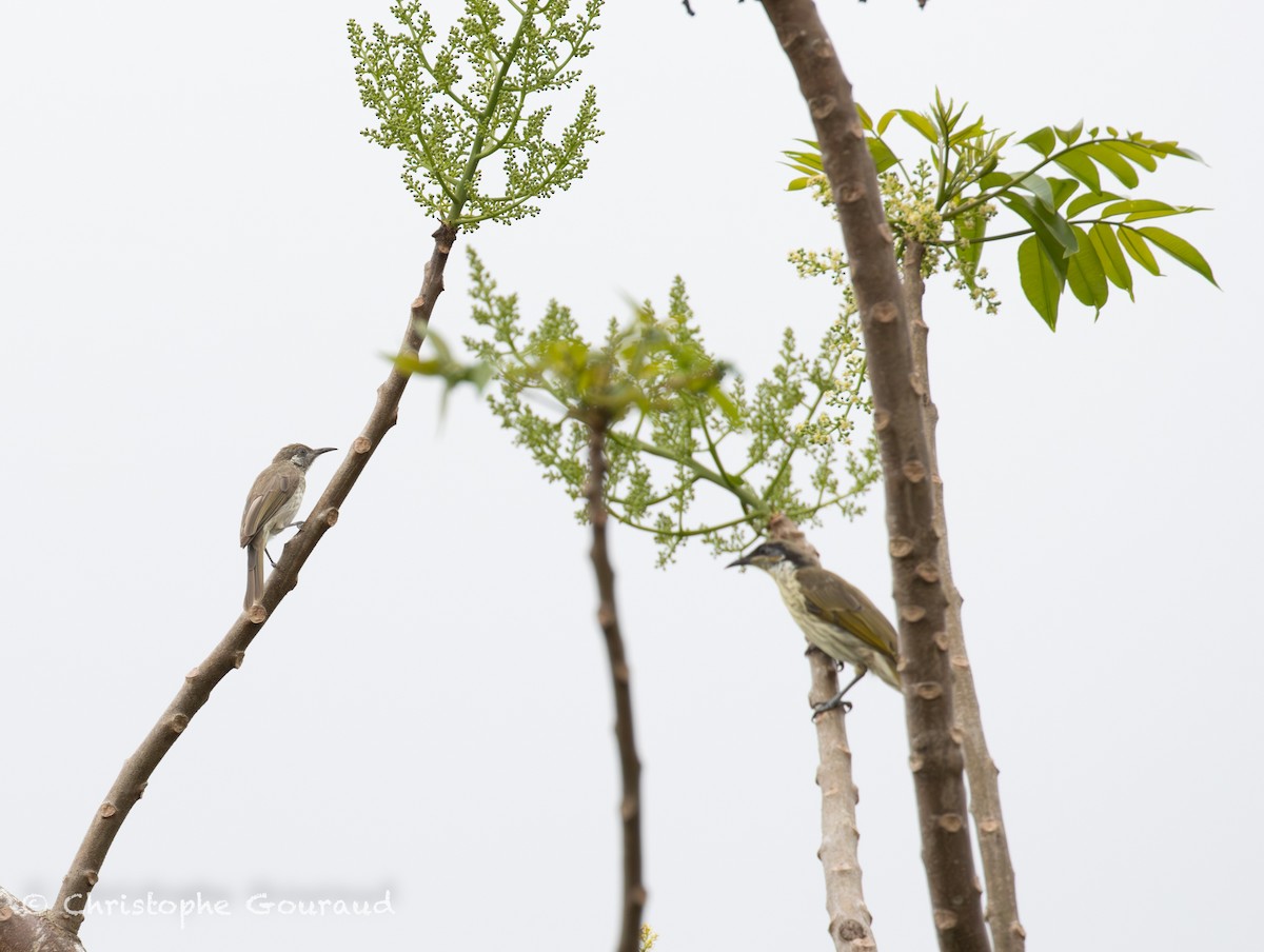 Silver-eared Honeyeater - ML645379797