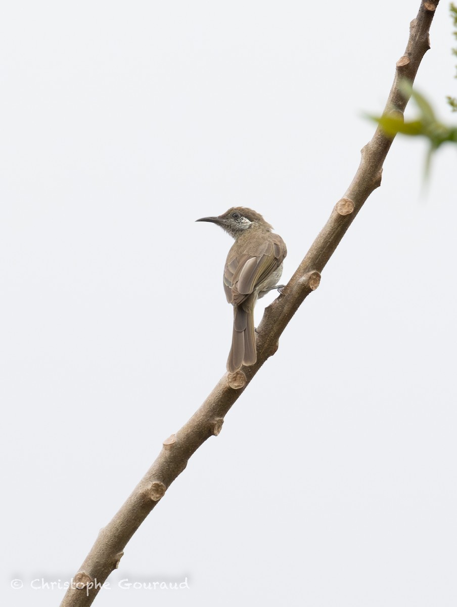 Silver-eared Honeyeater - ML645379798