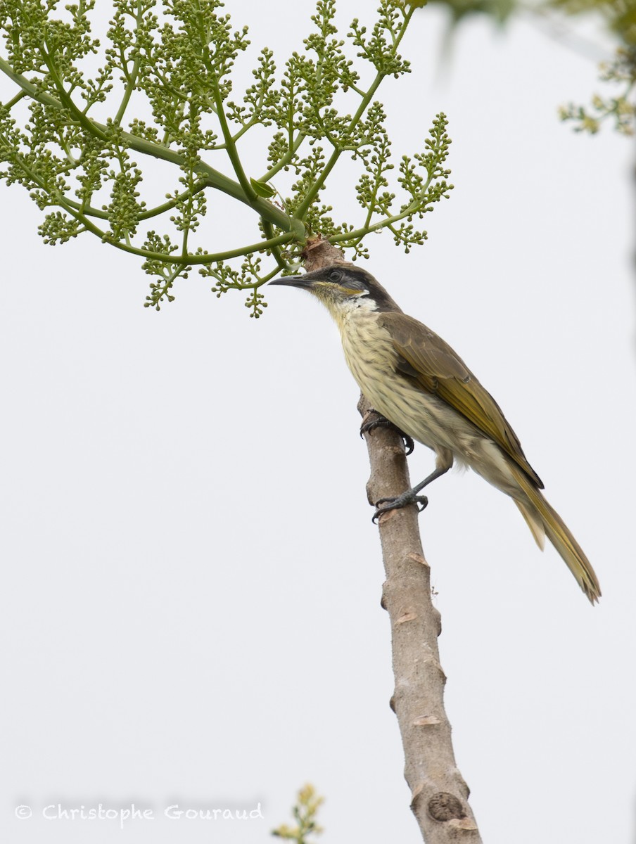 Varied Honeyeater - ML645379799