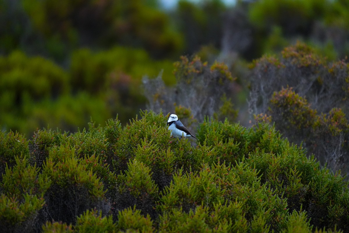 White-fronted Chat - ML645379801