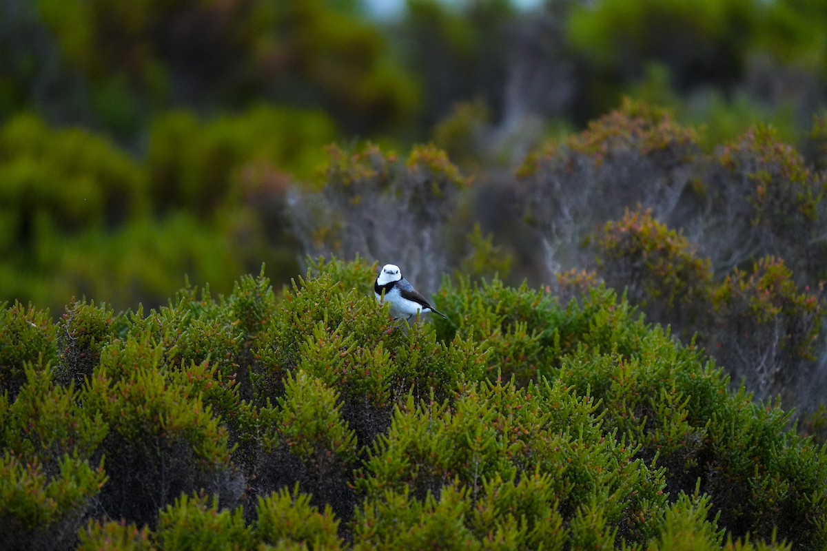 White-fronted Chat - ML645379802