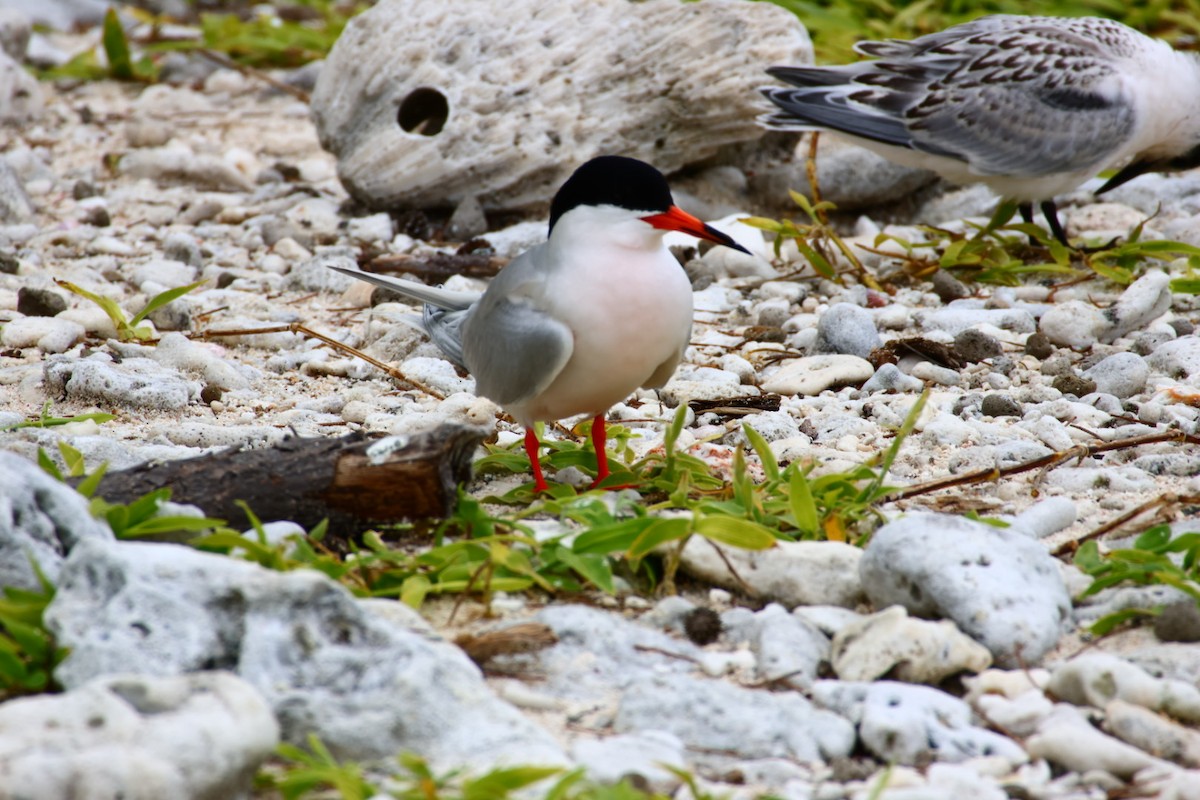 Roseate Tern - ML645379805