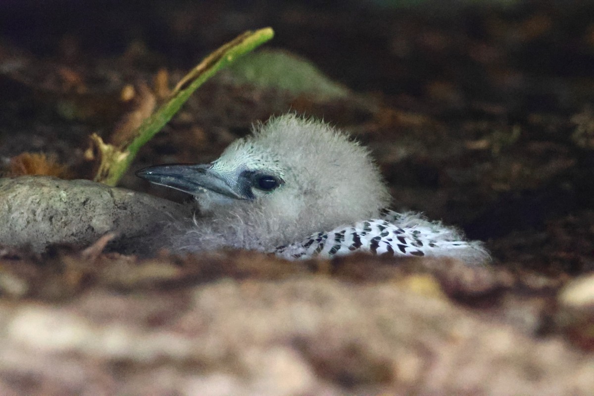 Red-tailed Tropicbird - ML645379811