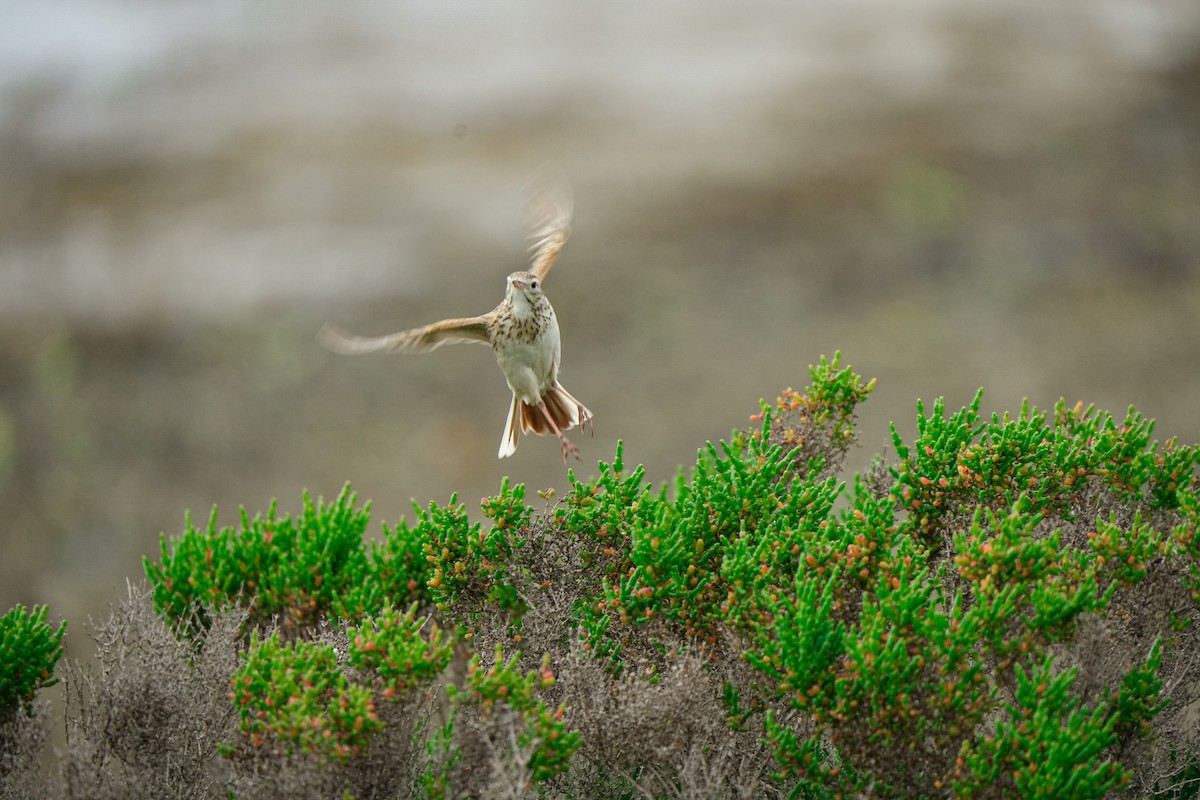 Australian Pipit - ML645379821