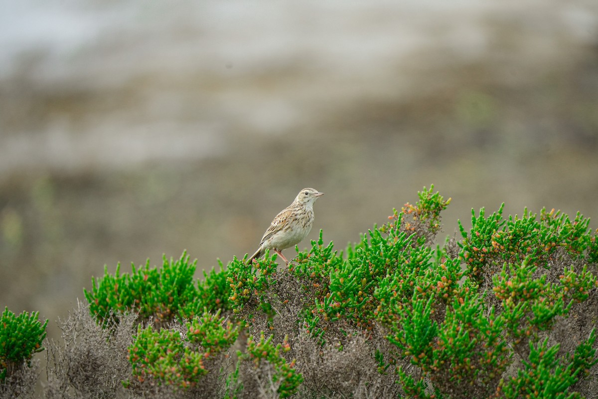 Australian Pipit - ML645379822