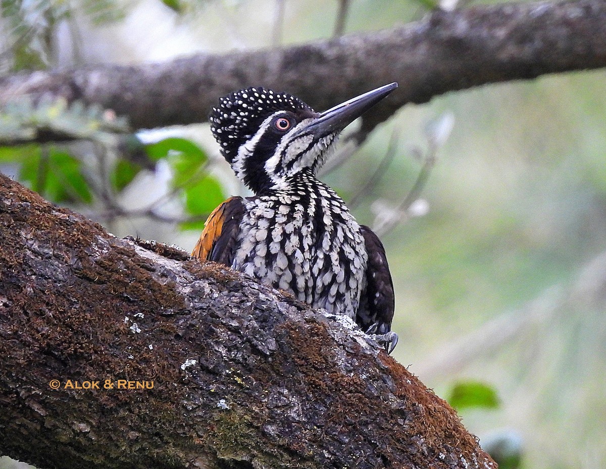 datel zlatopláštíkový - ML645379872