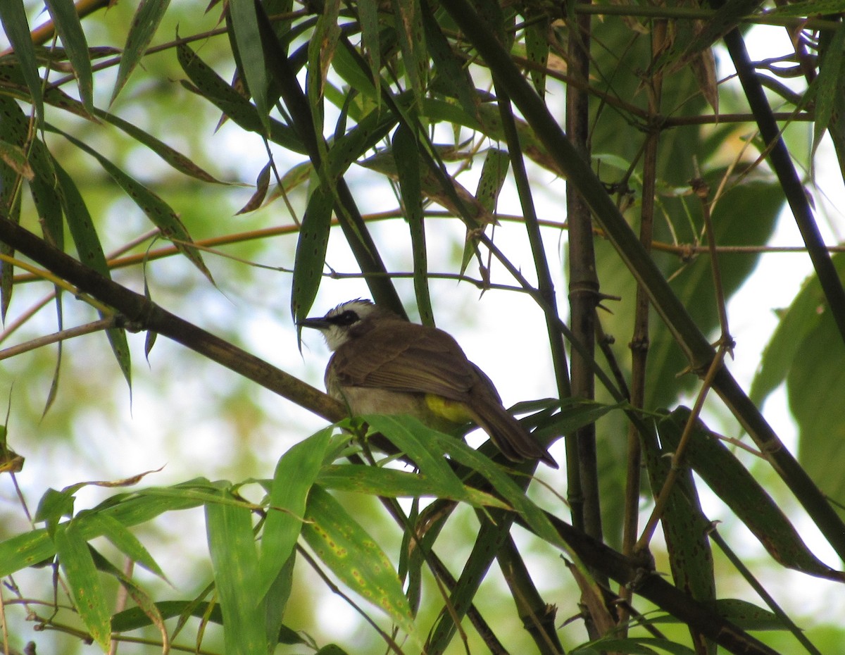 Yellow-vented Bulbul - ML645379883