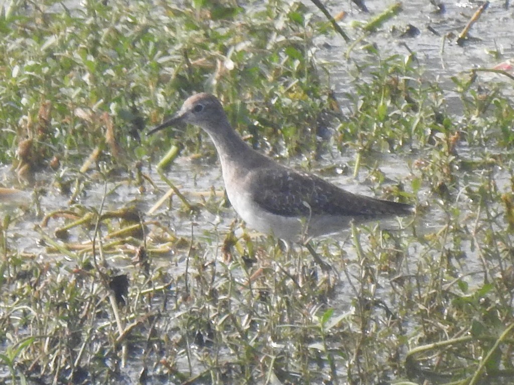 タカブシギ - ML645379894