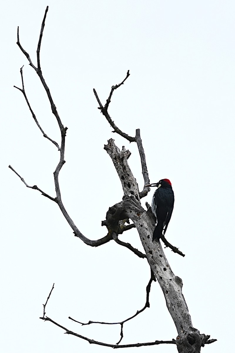 Acorn Woodpecker - ML645379897
