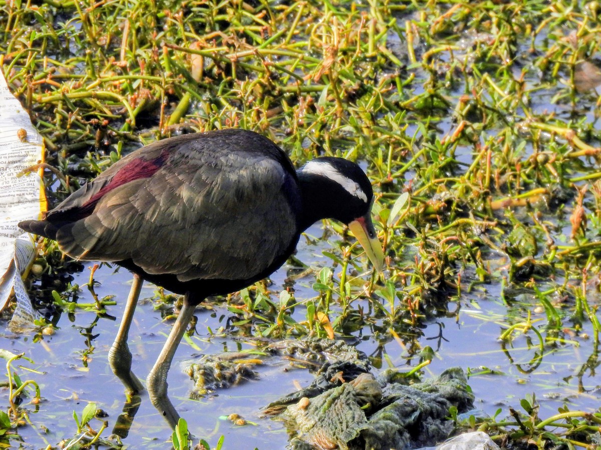 Бронзовокрылая якана - ML645379927